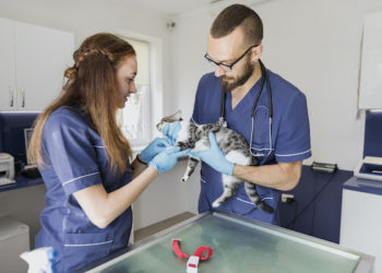 Free Veterinary Care For Low Income Near Me